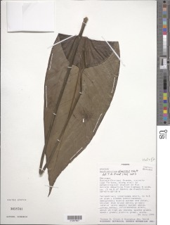 Image of Spathiphyllum atrovirens