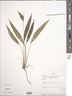 Spathiphyllum quindiuense image