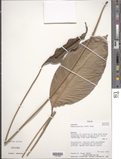 Spathiphyllum laeve image