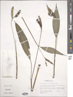 Spathiphyllum quindiuense image