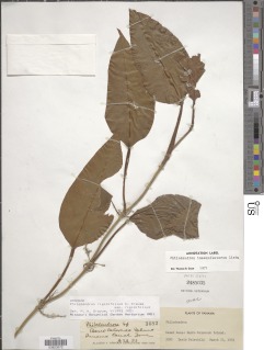 Image of Philodendron rigidifolium