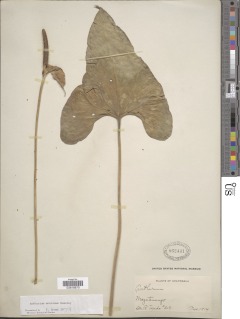 Anthurium montanum image