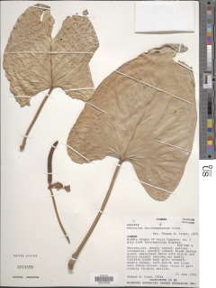 Anthurium cerrocampanense image