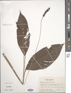 Image of Spathiphyllum patinii