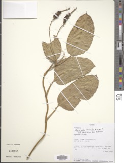 Culcasia saxatilis image