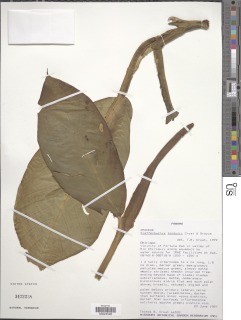 Dieffenbachia tonduzii image
