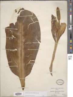 Lysichiton americanus image