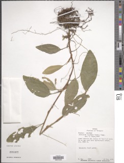 Anthurium scandens image