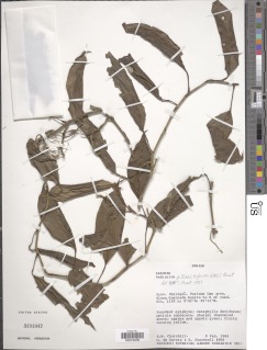 Anthurium pittieri image