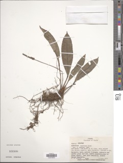 Anthurium pageanum image