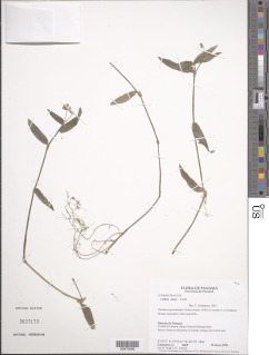Callisia ciliata image