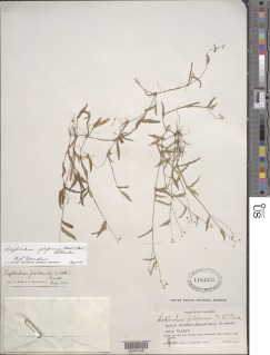 Callisia filiformis image