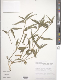 Commelina foliacea image