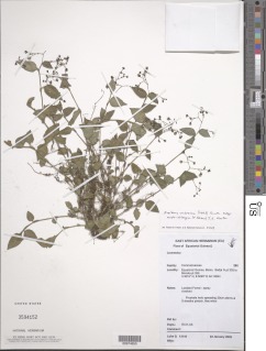 Aneilema umbrosum subsp. ovato-oblongum image