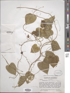 Dioscorea bernoulliana image