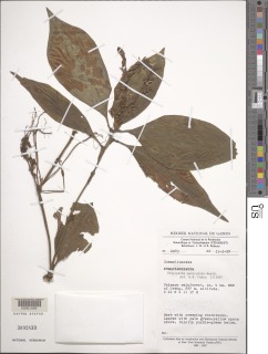 Image of Polyspatha paniculata