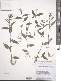 Floscopa africana subsp. petrophila image