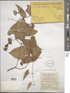 Dioscorea bernoulliana image