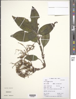 Image of Coleotrype brueckneriana
