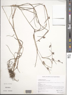 Image of Commelina purpurea
