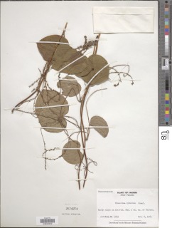 Dioscorea cymosula image
