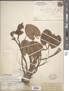 Image of Sagittaria guayanensis