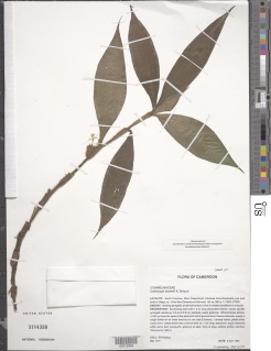 Image of Coleotrype laurentii