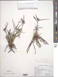 Commelina albescens image