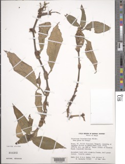 Coleotrype brueckneriana image