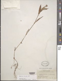 Callisia ciliata image