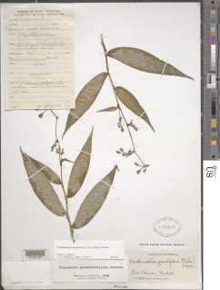 Tripogandra grandiflora image