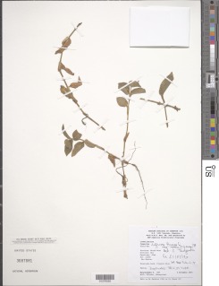 Commelina diffusa subsp. montana image