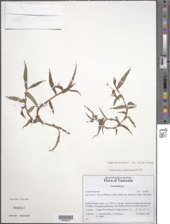 Commelina africana var. milleri image