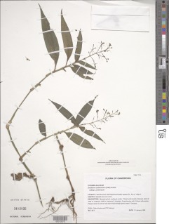 Aneilema umbrosum subsp. umbrosum image