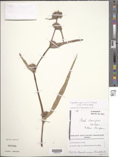 Cyanotis speciosa subsp. bulbosa image