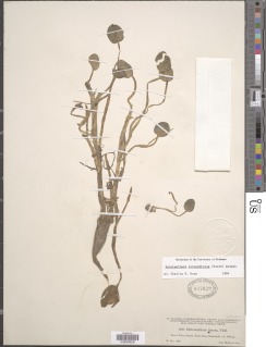 Image of Heteranthera rotundifolia