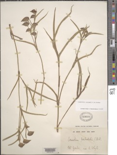 Commelina schweinfurthii subsp. carsonii image