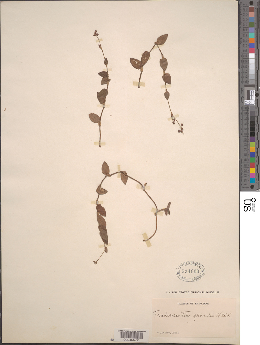 Callisia gracilis image