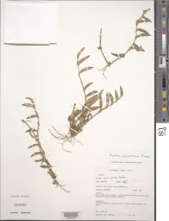 Aneilema succulentum image