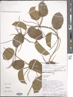 Image of Dioscorea smilacifolia
