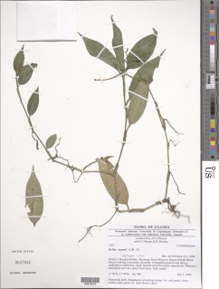 Pollia mannii image