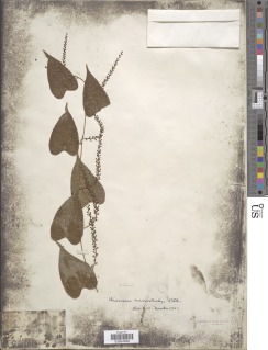Dioscorea mexicana image