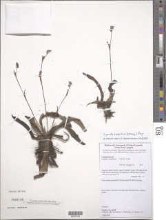 Cyanotis caespitosa image