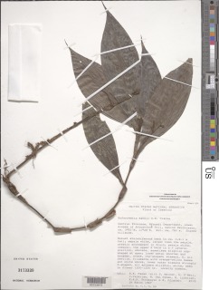 Image of Buforrestia mannii