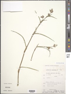 Commelina schweinfurthii subsp. carsonii image