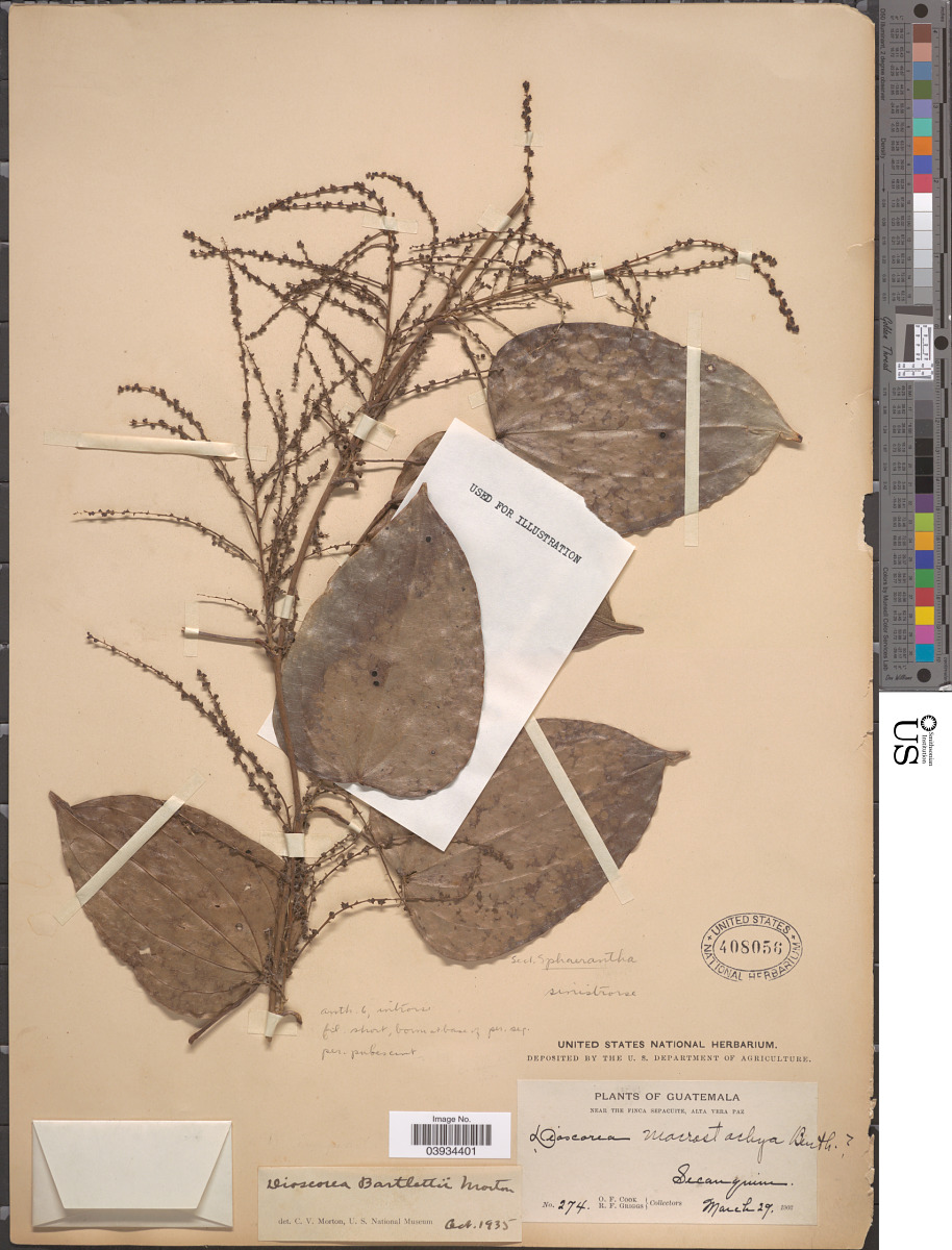 Dioscoreaceae image