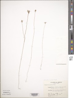 Image of Burmannia bicolor