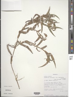 Commelina africana var. lancispatha image
