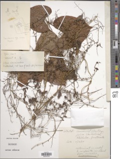 Image of Dioscorea esculenta