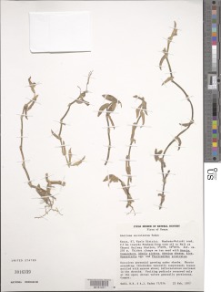Aneilema succulentum image